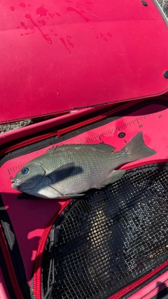 クチブトグレの釣果