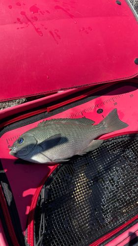 クチブトグレの釣果