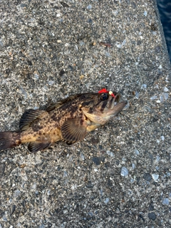 釣果