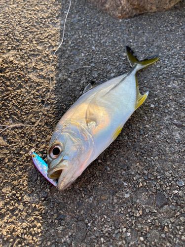 ギンガメアジの釣果