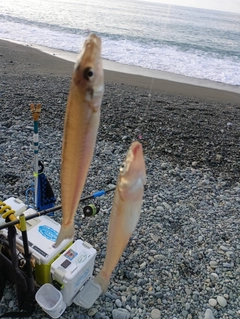 シロギスの釣果
