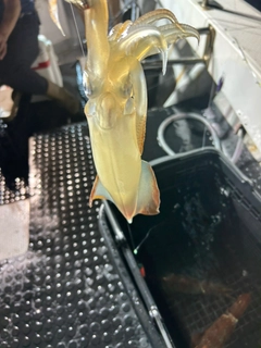 シロイカの釣果