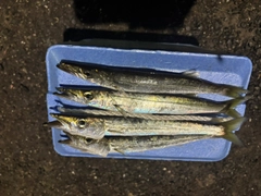 カマスの釣果