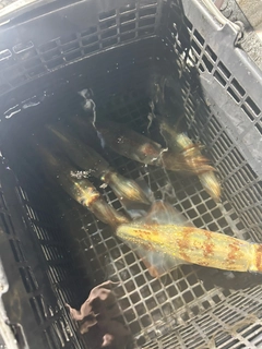 シロイカの釣果