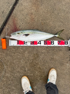 ブリの釣果