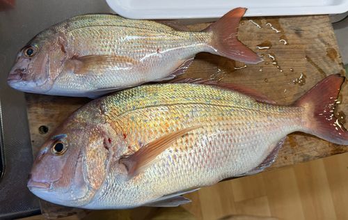 タイの釣果