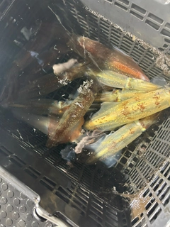シロイカの釣果