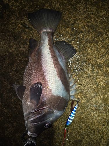釣果