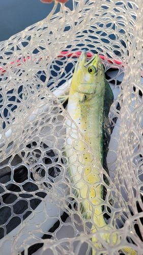 シイラの釣果