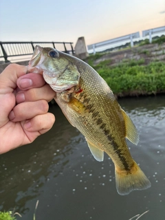 ラージマウスバスの釣果