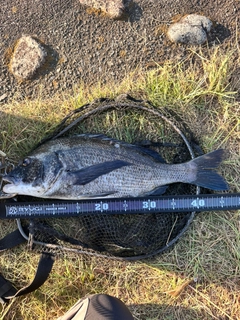 チヌの釣果