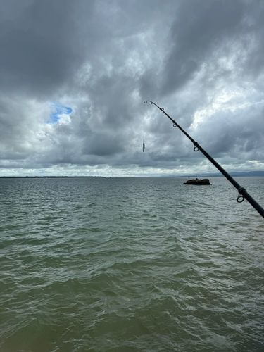 ナマコの釣果