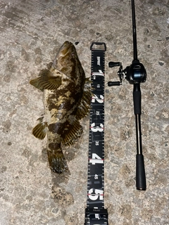 ベッコウゾイの釣果