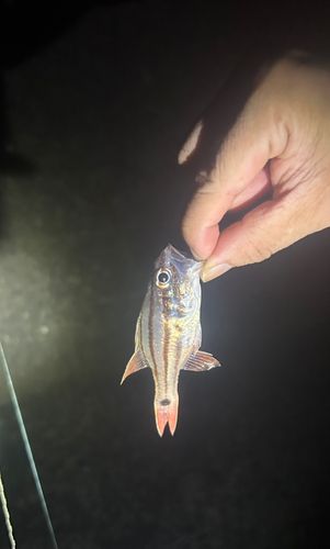 オオスジイシモチの釣果