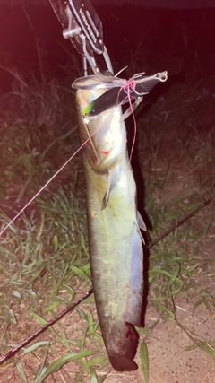 ナマズの釣果