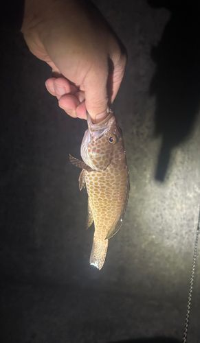 オオモンハタの釣果