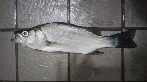 フッコ（ヒラスズキ）の釣果
