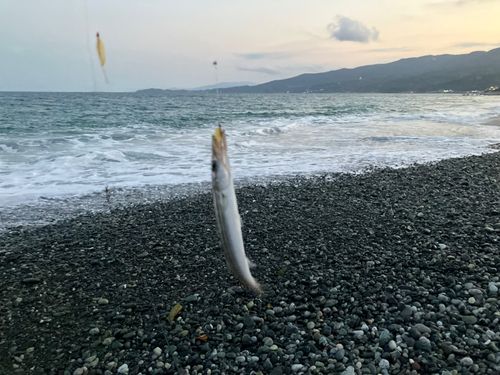 カマスの釣果