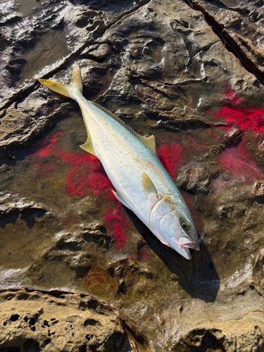 ハマチの釣果