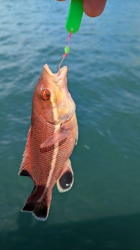 コブダイの釣果