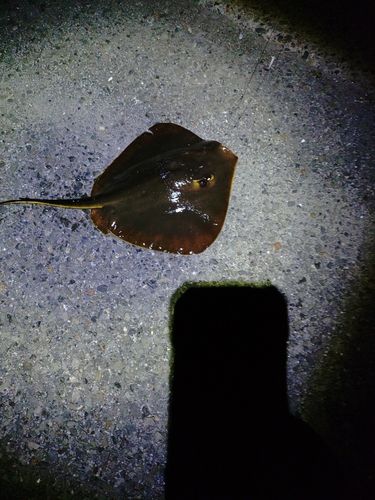 アカエイの釣果