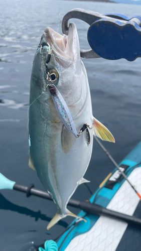 ヤズの釣果