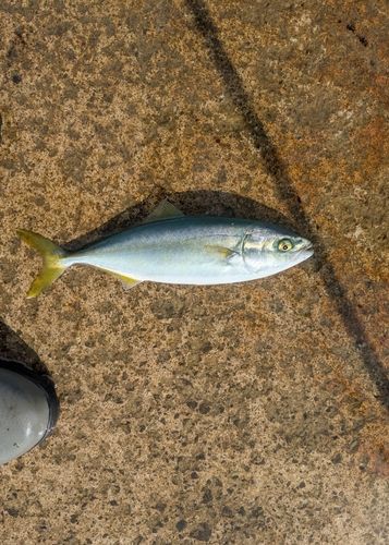 ワカシの釣果