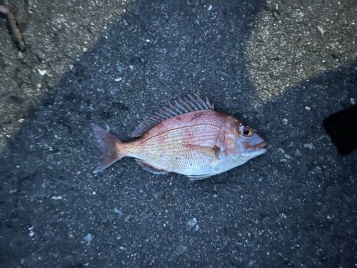 チャリコの釣果