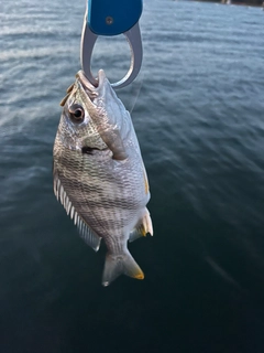キビレの釣果