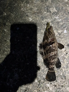 チャイロマルハタの釣果
