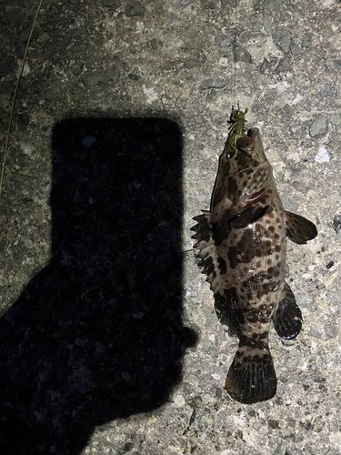 チャイロマルハタの釣果