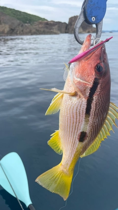 クロホシフエダイの釣果