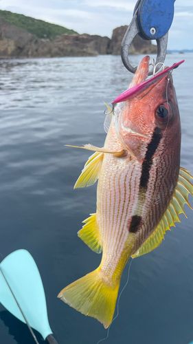 クロホシフエダイの釣果