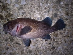 ソイの釣果