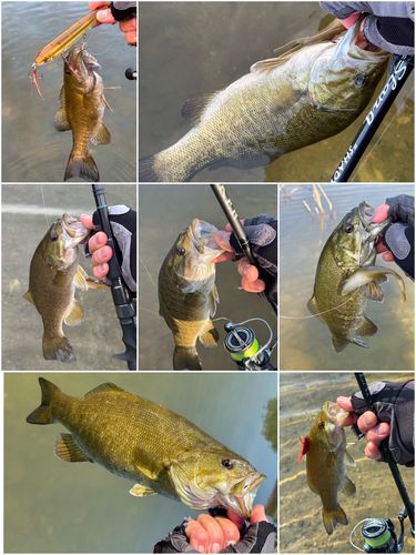 スモールマウスバスの釣果