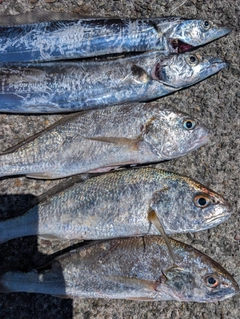 タチウオの釣果