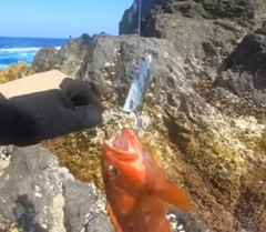 アカハタの釣果