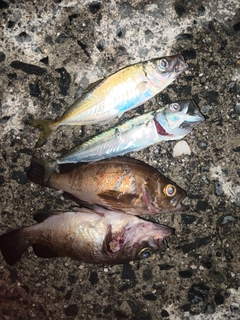 マアジの釣果