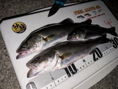 セイゴ（マルスズキ）の釣果