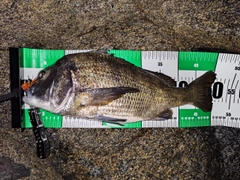 クロダイの釣果