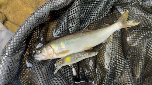 アユの釣果