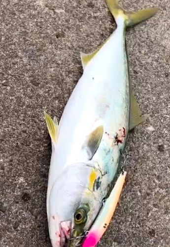 ヤズの釣果