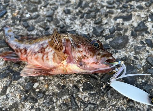 アラカブの釣果