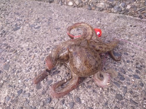 マダコの釣果