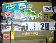 マアジの釣果