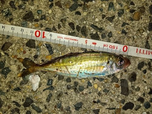 アジの釣果