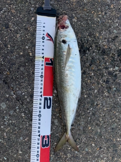 マルアジの釣果