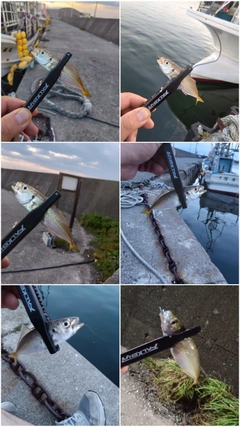 マアジの釣果