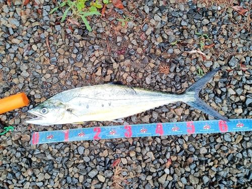 シイラの釣果