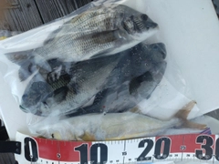 ワカシの釣果